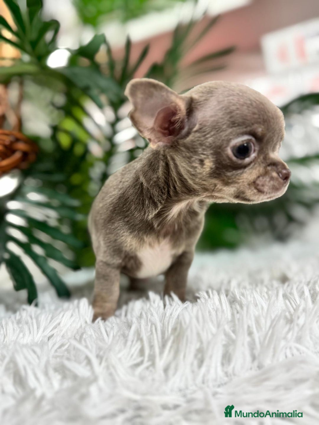 Chihuahua perros en venta: CHIHUAHUA MACHO LILAC AND TAN - Anuncio 7