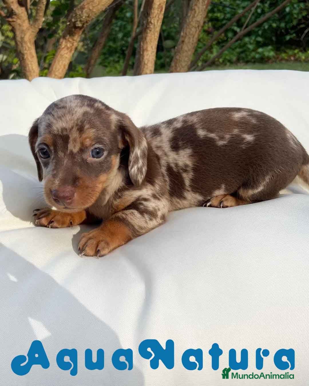 Teckel perros  Teckel Macho 6257 - AQUANATURA en Barcelona - Anuncio 27