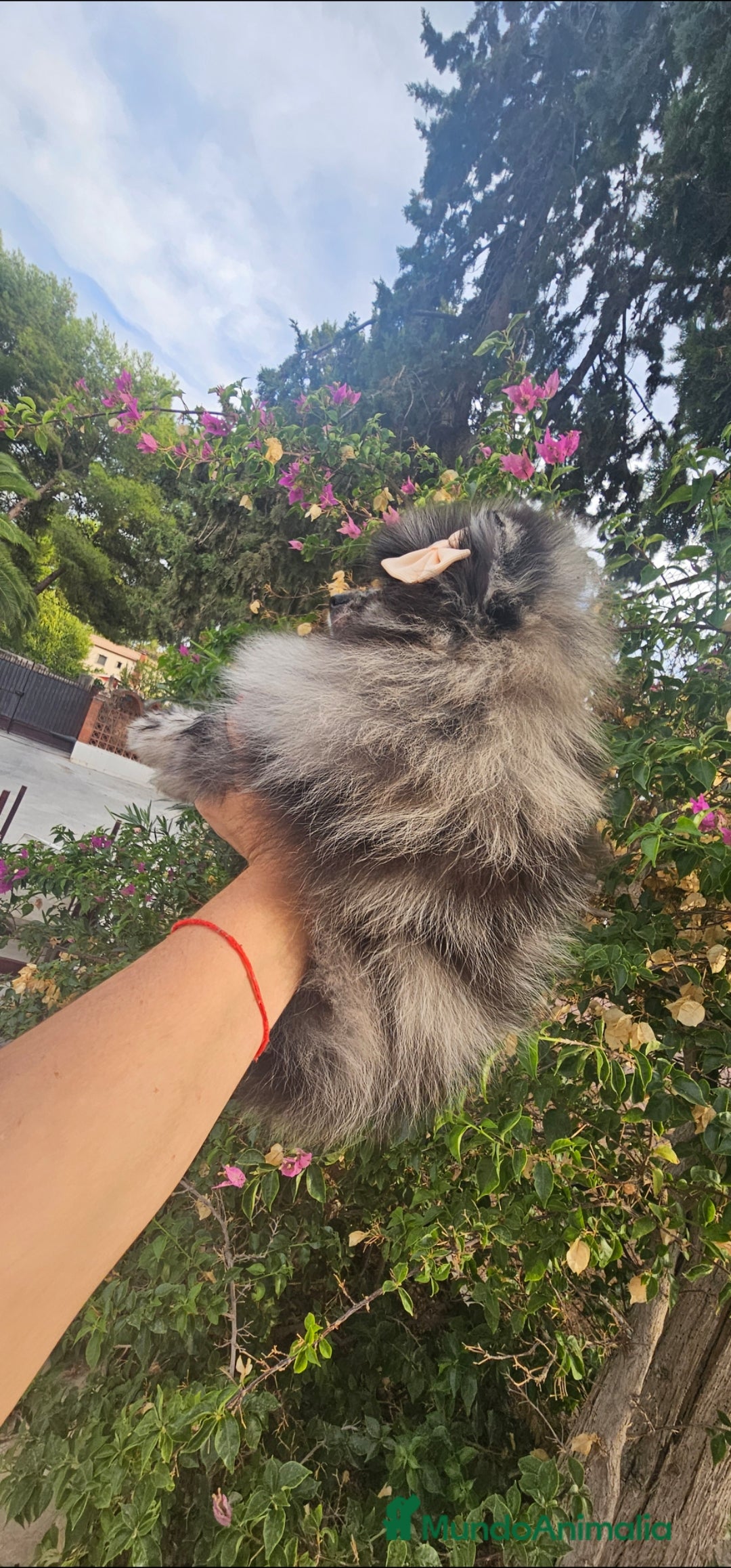 Pomerania perros en venta: Precioso machito Merle 💝 - Imagen 5
