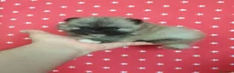Pomerania perros en venta: Lulú de Pomerania  - Anuncio 10
