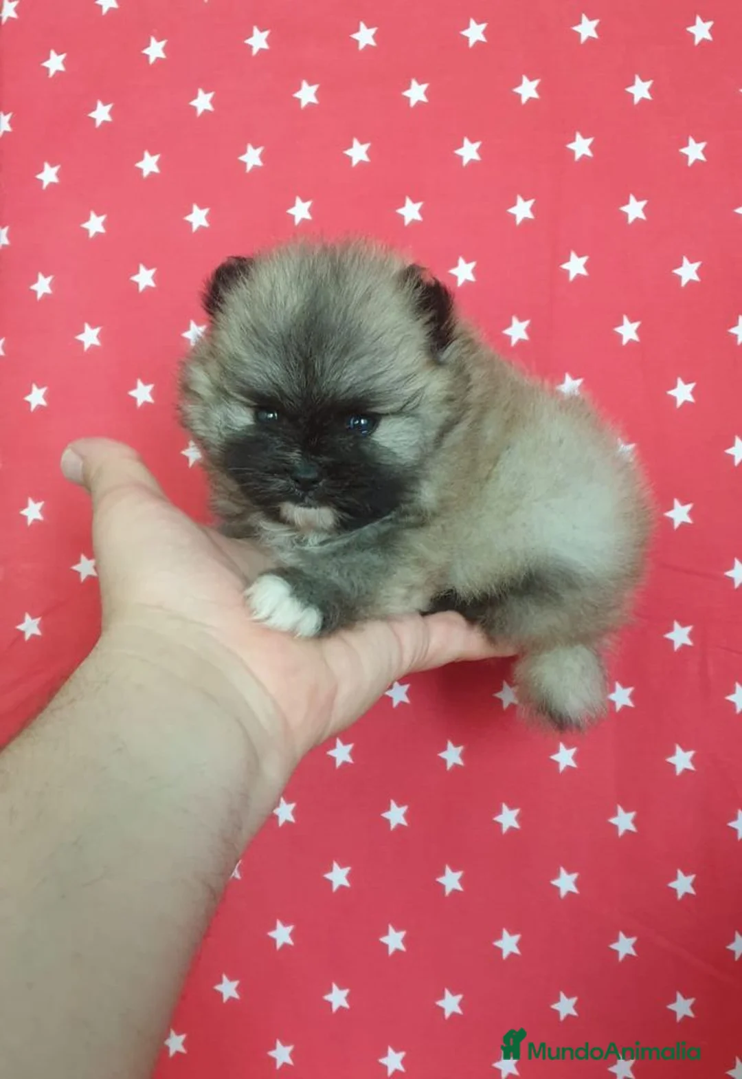Pomerania perros en venta: Lulú de Pomerania  - Anuncio 10