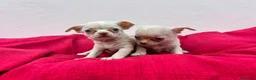 Chihuahua perros en venta: Chihuahua mini - Anuncio 3