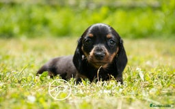 Teckel perros en venta: Teckel 🌭 Pequeños de patas, grandes de alma - Imagen 8