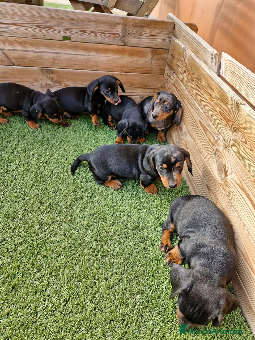 Teckel perros en venta: Teckel  en Barcelona - Anuncio 2