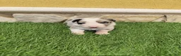 Border Collie perros en venta: Hembra Border collie Tri blue choco - Anuncio 19