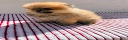 Pomerania perros en venta: Lulu de Pomerania toy  - Anuncio 6