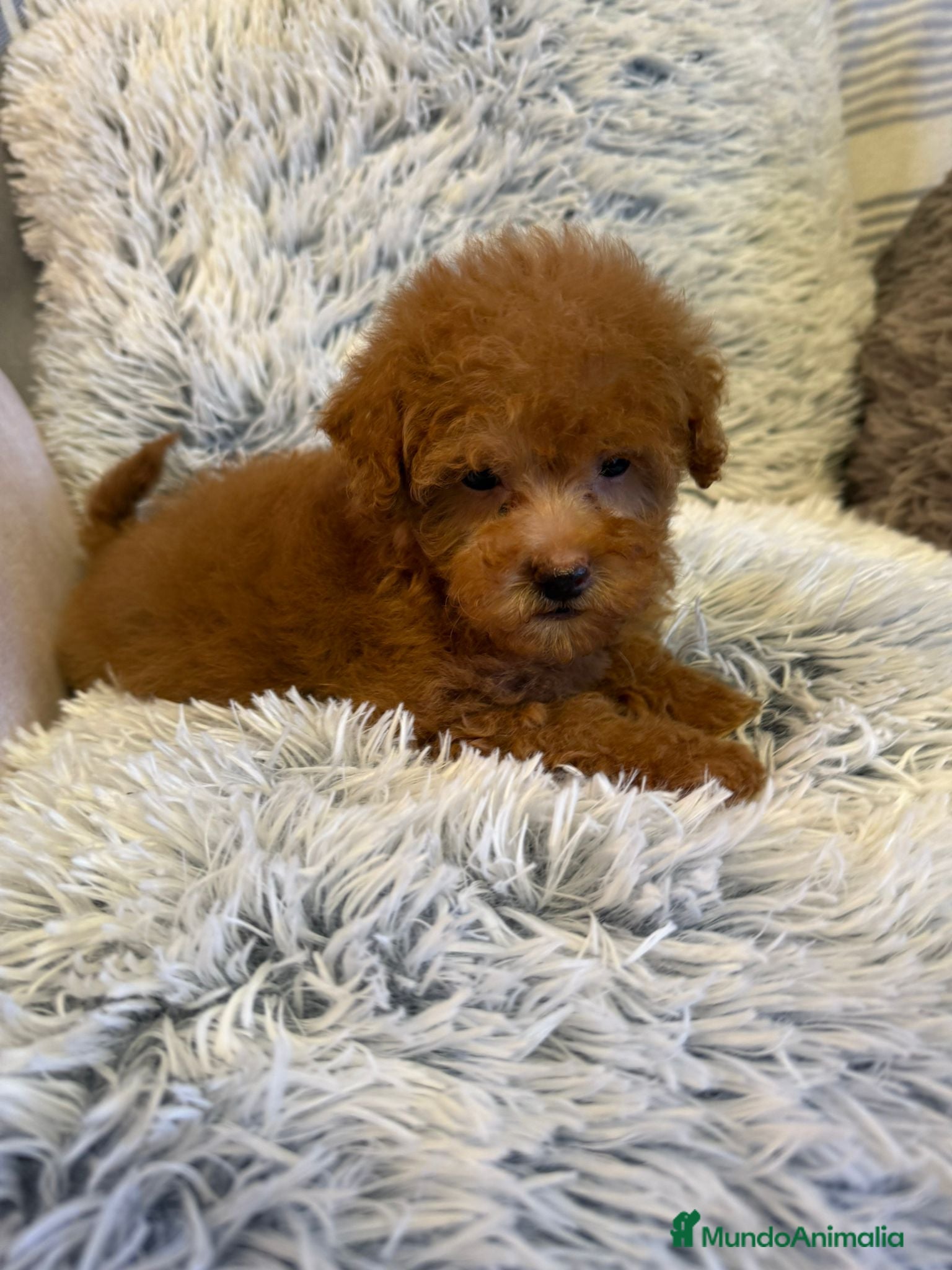 Caniche Toy perros Caniche toy - Anuncio 11