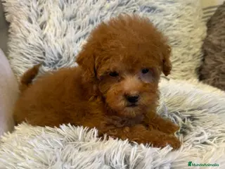 Caniche Toy perros Caniche toy - Anuncio 11