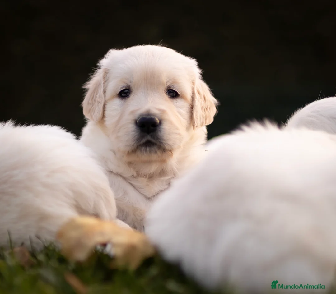Golden Retriever perros en venta: Camada Golden Retriever  - Anuncio 8