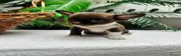 Chihuahua perros en venta: CHIHUAHUAS CHOCOLATE - Anuncio 22