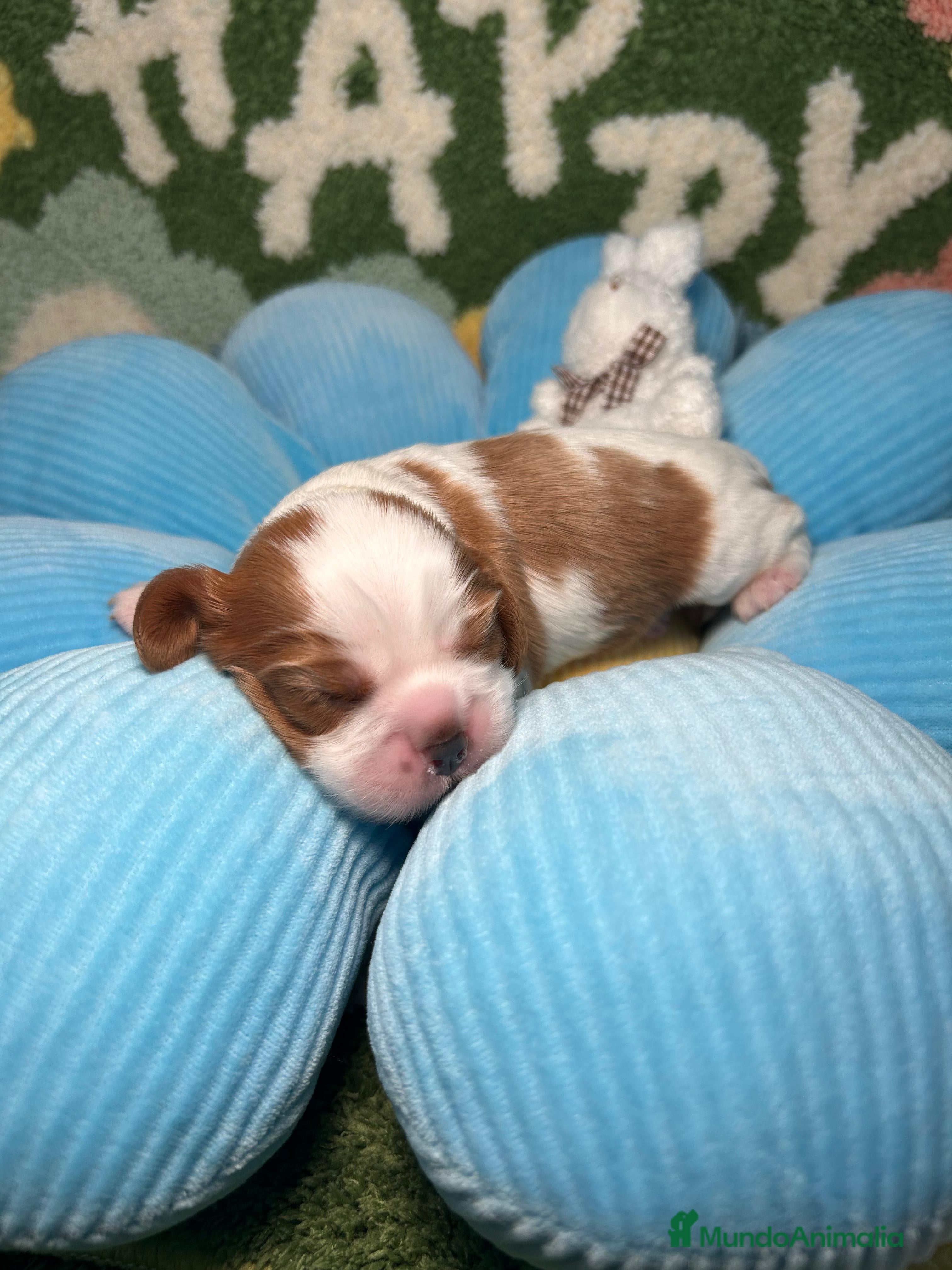Cavalier King Charles Spaniel perros Cavalier King Charles Macho y hembras - Anuncio 1