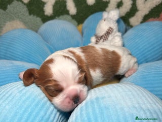 Cavalier King Charles Spaniel perros Cavalier King Charles Macho y hembras - Anuncio 1