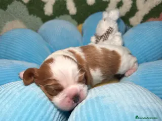 Cavalier King Charles Spaniel perros Cavalier King Charles Macho y hembras - Anuncio 3