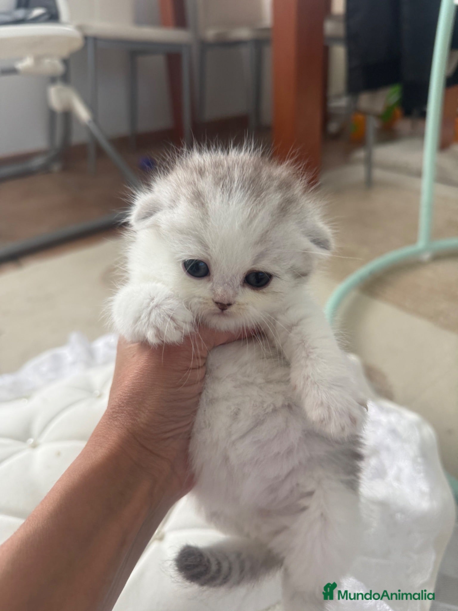 Scottish Fold gatos Scottish fold - Anuncio 2