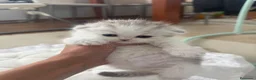 Scottish Fold gatos en venta: Scottish fold - Anuncio 1