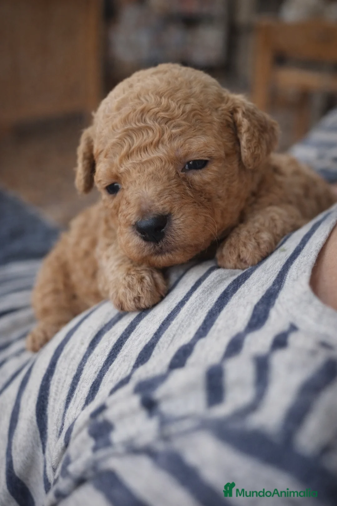 Caniche Toy perros en venta: CANICHE TOY FAMILIAR - Anuncio 1