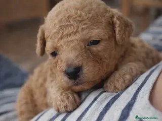 Caniche Toy perros CANICHE TOY FAMILIAR - Anuncio 1