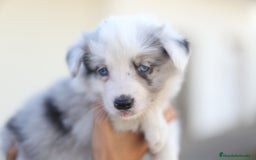 Border Collie perros en venta: Cachorros Border Collie  - Imagen 14
