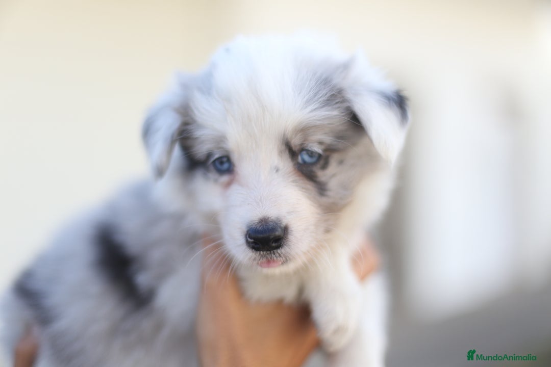 Border Collie perros en venta: Cachorros Border Collie  - Imagen 14