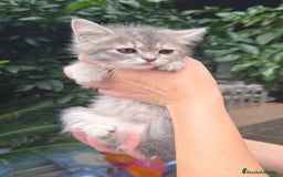 Británico de Pelo Corto gatos en venta: Gatcot.com - Imagen 3