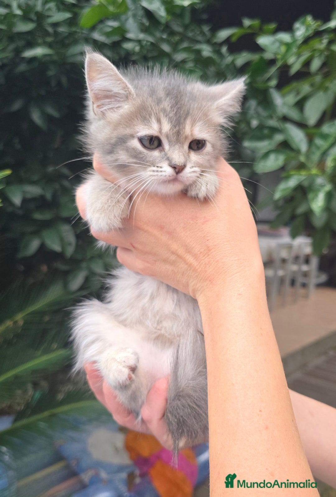 Británico de Pelo Corto gatos en venta: Gatcot.com - Imagen 3