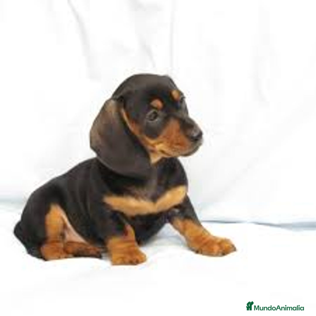 Teckel Miniatura perros en venta: CACHORROS TECKEL MINIATURA, KANINCHEN , STANDARD  - Imagen 1