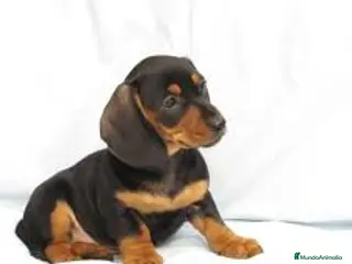 Teckel Miniatura perros CACHORROS TECKEL MINIATURA, KANINCHEN , STANDARD - Anuncio 17