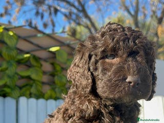 Perro de Agua Español perros PERRO DE AGUA MACHO - Anuncio 4
