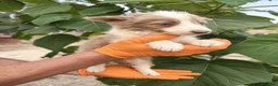 Border Collie perros en venta: Border Collie  - Anuncio 1