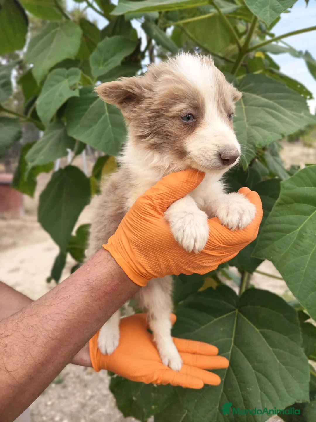 Border Collie perros en venta: Border Collie  - Anuncio 1