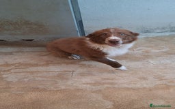 Border Collie perros en venta: Border collie  - Imagen 2