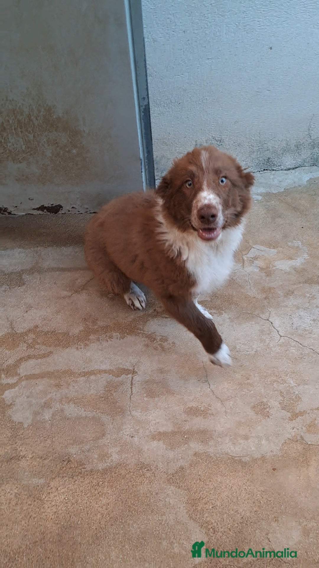 Border Collie perros en venta: Border collie  - Imagen 2