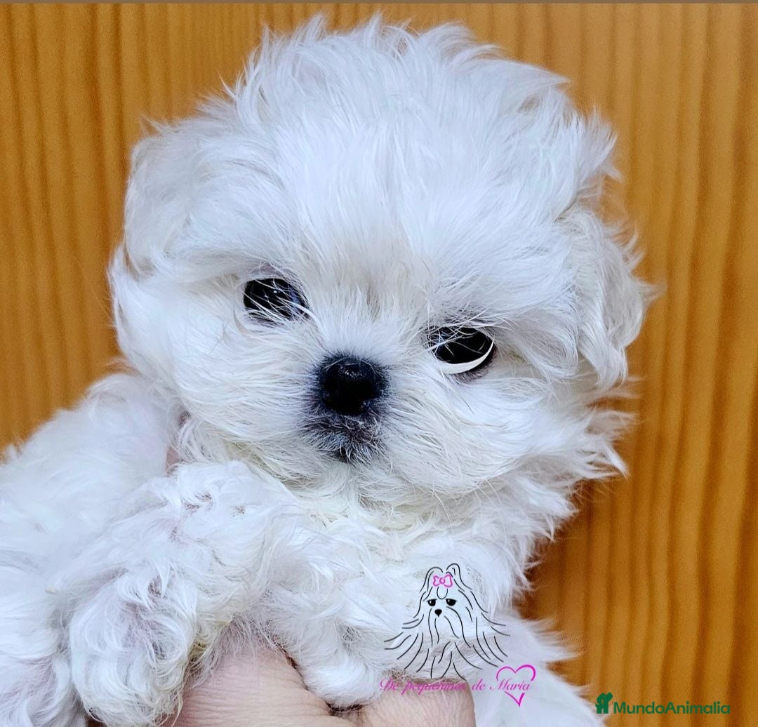 Bichón Maltés perros Bichon maltes coreano miniatura MÁXIMA CALIDAD  - Anuncio 2
