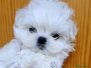 Bichón Maltés perros Bichon maltes coreano miniatura MÁXIMA CALIDAD - Anuncio 2