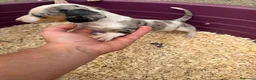 Teckel Miniatura perros en venta: Teckel miniatura - Anuncio 3