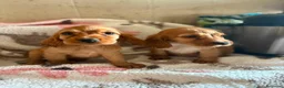 Cocker Spaniel Inglés perros en venta: CACHORRAS COCKER INGLÉS DORADAS  - Anuncio 9