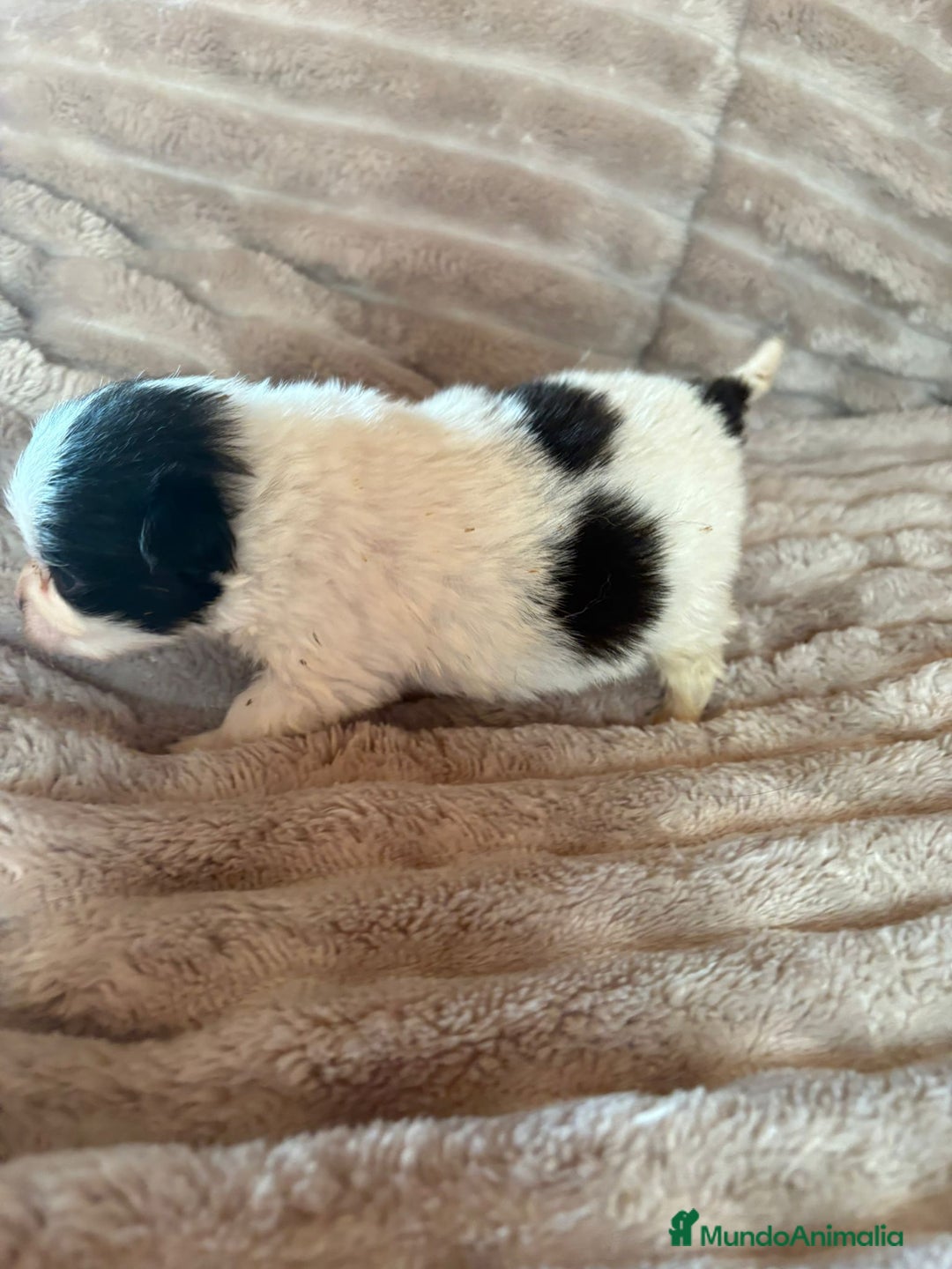 Pomerania perros en venta: Lulu Pomerania macho Party  Pele y Mele son papas  - Anuncio 9