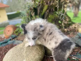 Pastor Australiano perros Pastor Australiano - Anuncio 1