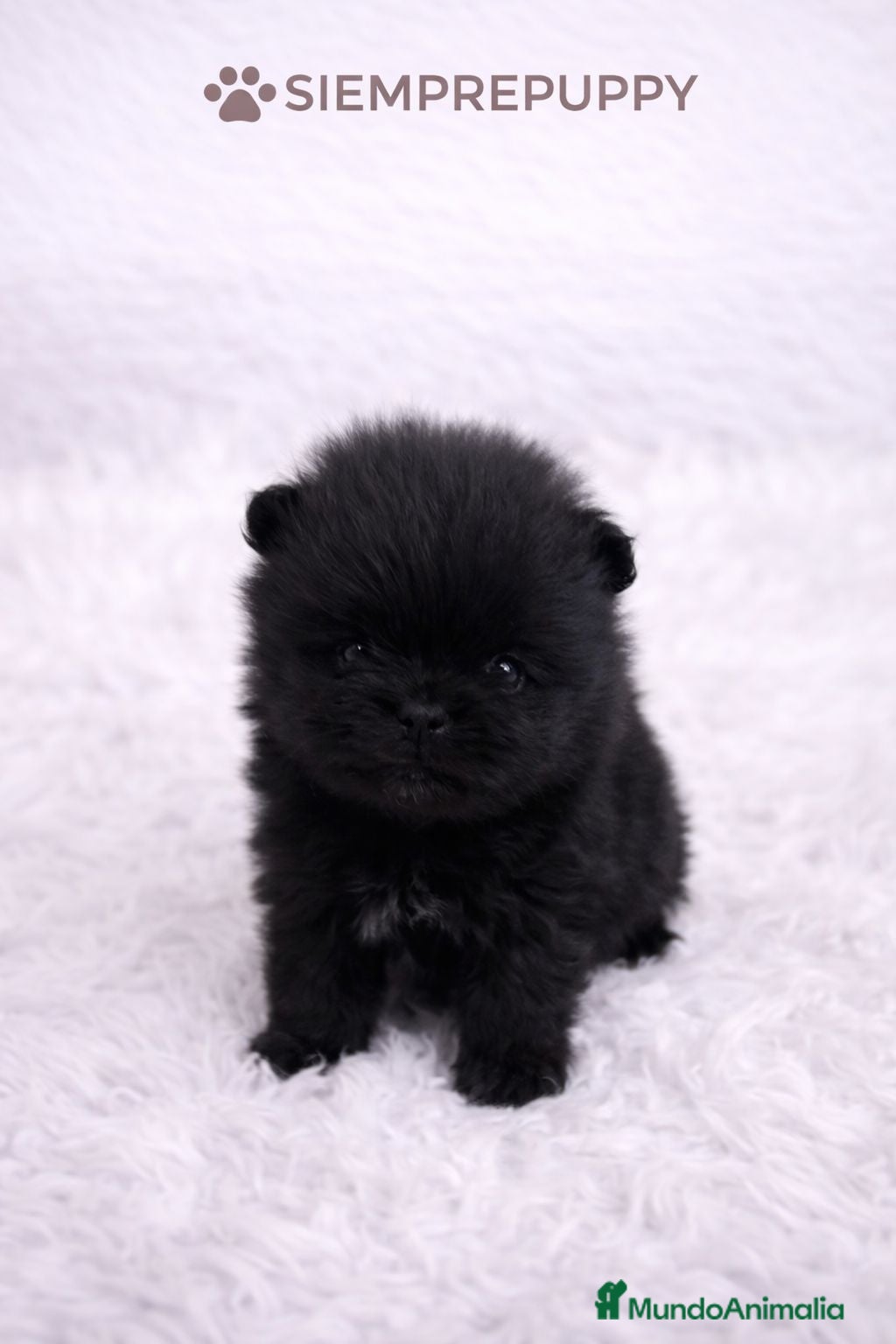 Pomerania perros POMERANIA MINI TOY NEGRA - Anuncio 2