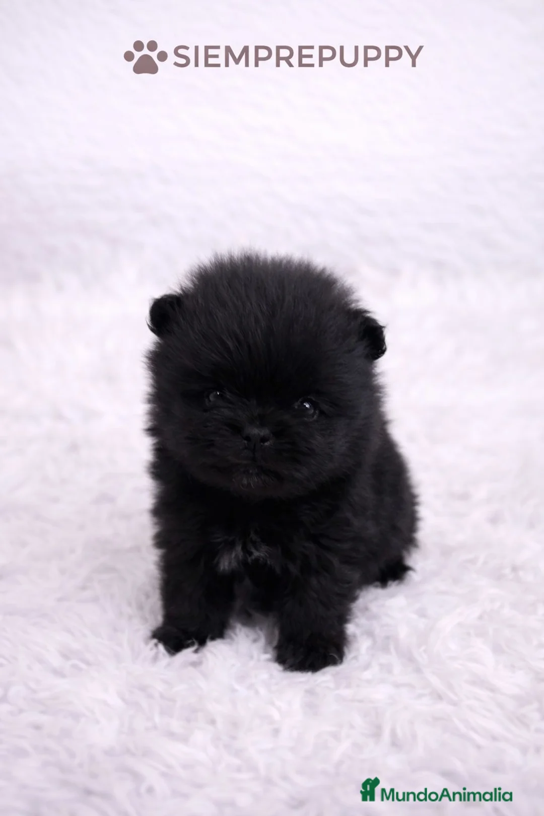 Pomerania perros en venta: POMERANIA MINI TOY NEGRA - Anuncio 1