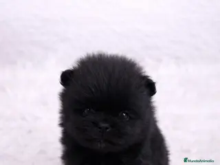 Pomerania perros POMERANIA MINI TOY NEGRA - Anuncio 2