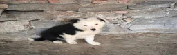Border Collie perros en venta: Cachorros border collie varios colores! - Anuncio 11