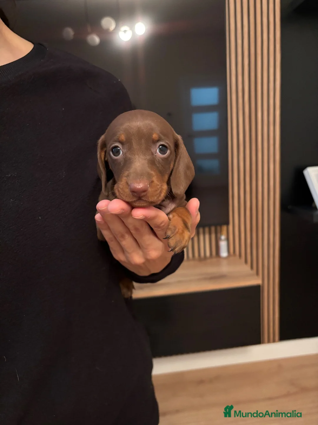 Teckel Miniatura perros en venta: teckel chocolate  - Anuncio 2