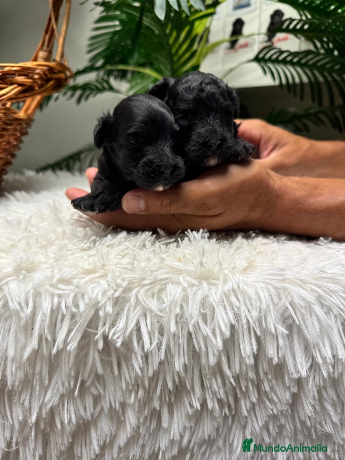 Maltipoo perros MALTIPOO - Anuncio 4