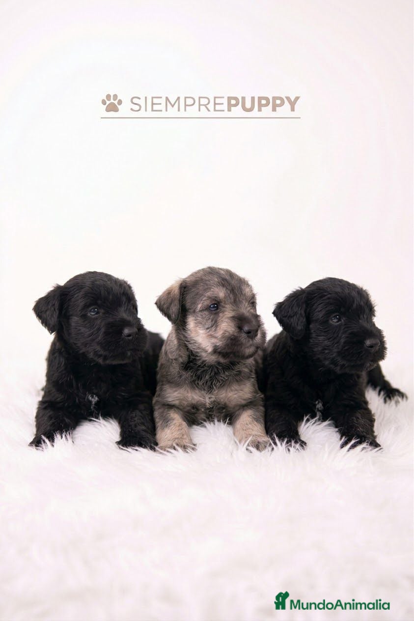 Schnauzer Miniatura perros SCHNAUZER MINI VARIOS COLORES - Anuncio 3
