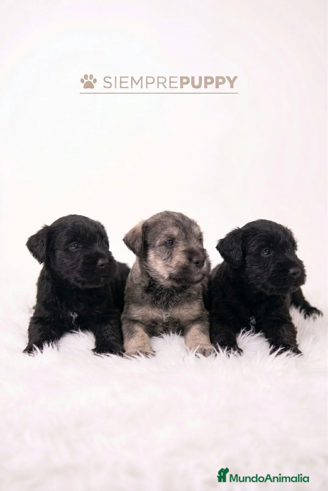 Schnauzer Miniatura perros en venta: SCHNAUZER MINI VARIOS COLORES - Anuncio 1