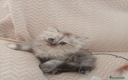 Persa gatos en venta: Gatos Persa - Imagen 5
