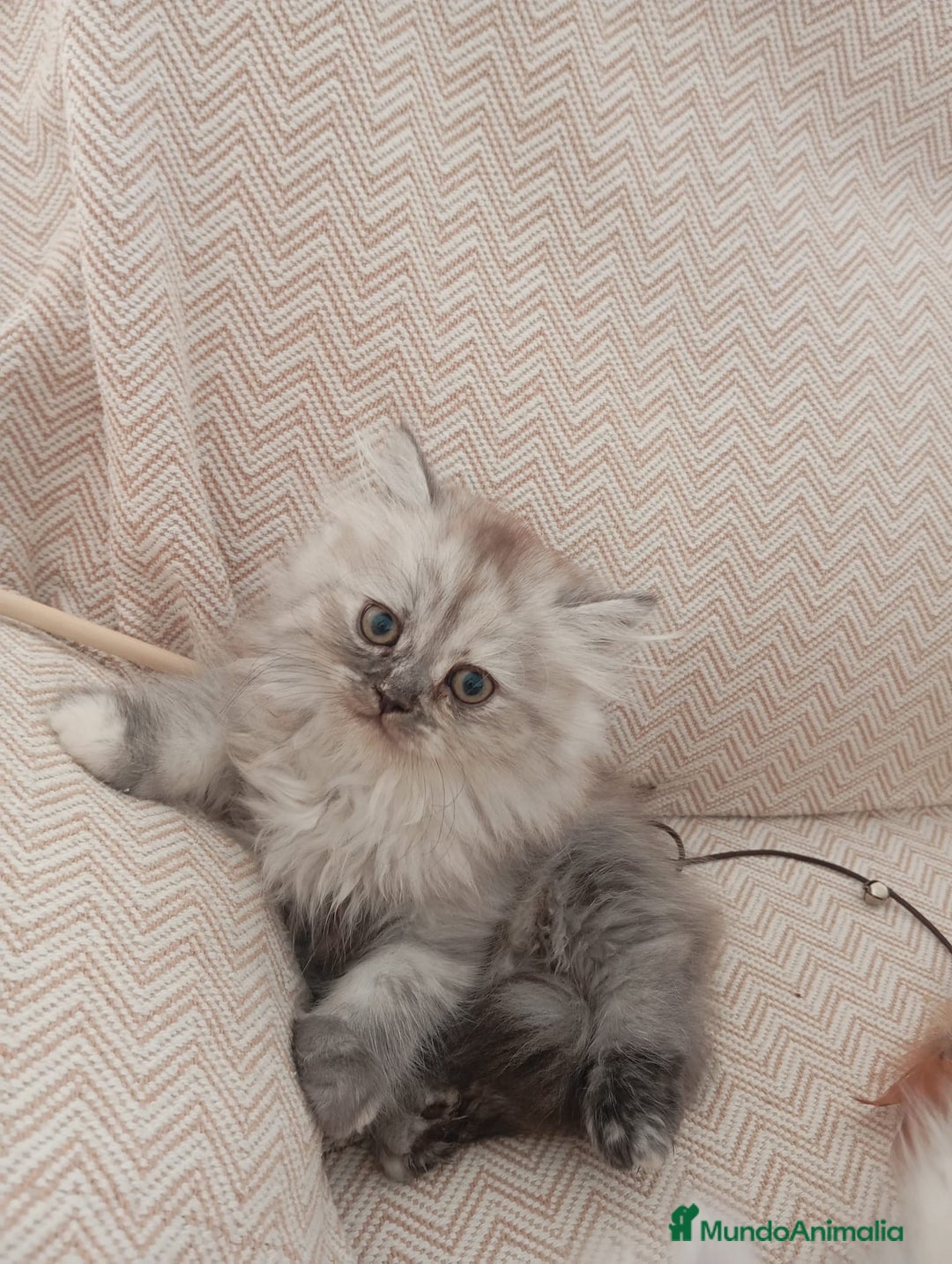 Persa gatos en venta: Gatos Persa - Imagen 5