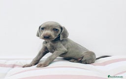 Weimaraner perros en venta: CAMADA BRACO DE WEIMAR - Imagen 3