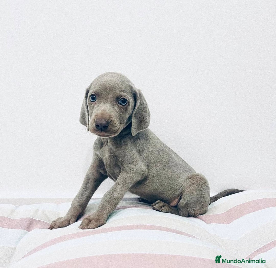 Weimaraner perros en venta: CAMADA BRACO DE WEIMAR - Imagen 3